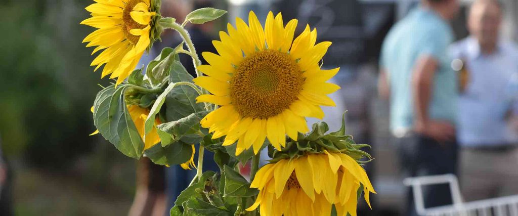 Sonnenblume